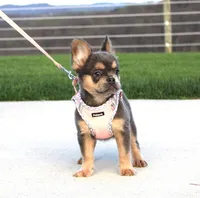 Princes, a female French Bulldog for sale in Fresno, OH – 3 of 7