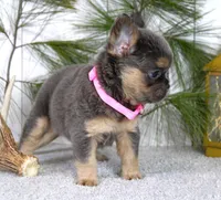 Princes, a female French Bulldog for sale in Fresno, OH – Photo 5 of 5