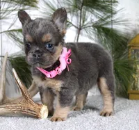 Princes, a female French Bulldog for sale in Fresno, OH – Photo 2 of 5