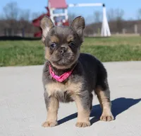 Princes, a female French Bulldog for sale in Fresno, OH – Photo 1 of 8