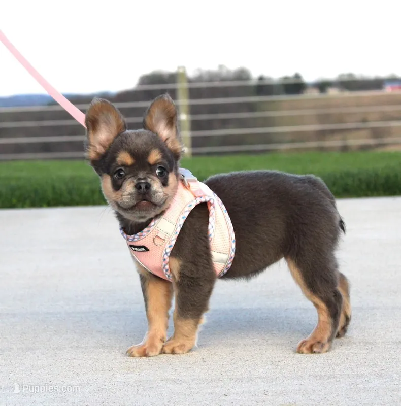 Princes – French Bulldog puppy for sale in Fresno, OH