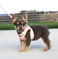 Princes, a female French Bulldog for sale in Fresno, OH – 1 of 7