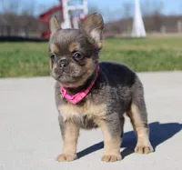 Princes, a female French Bulldog for sale in Fresno, OH – Photo 5 of 8