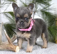 Princes, a female French Bulldog for sale in Fresno, OH – Photo 3 of 5