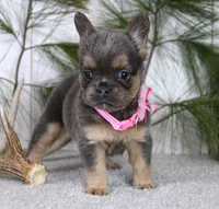 Princes, a female French Bulldog for sale in Fresno, OH – Photo 4 of 5