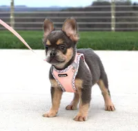 Princes, a female French Bulldog for sale in Fresno, OH – 2 of 7