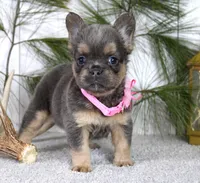 Princes, a female French Bulldog for sale in Fresno, OH – Photo 1 of 5