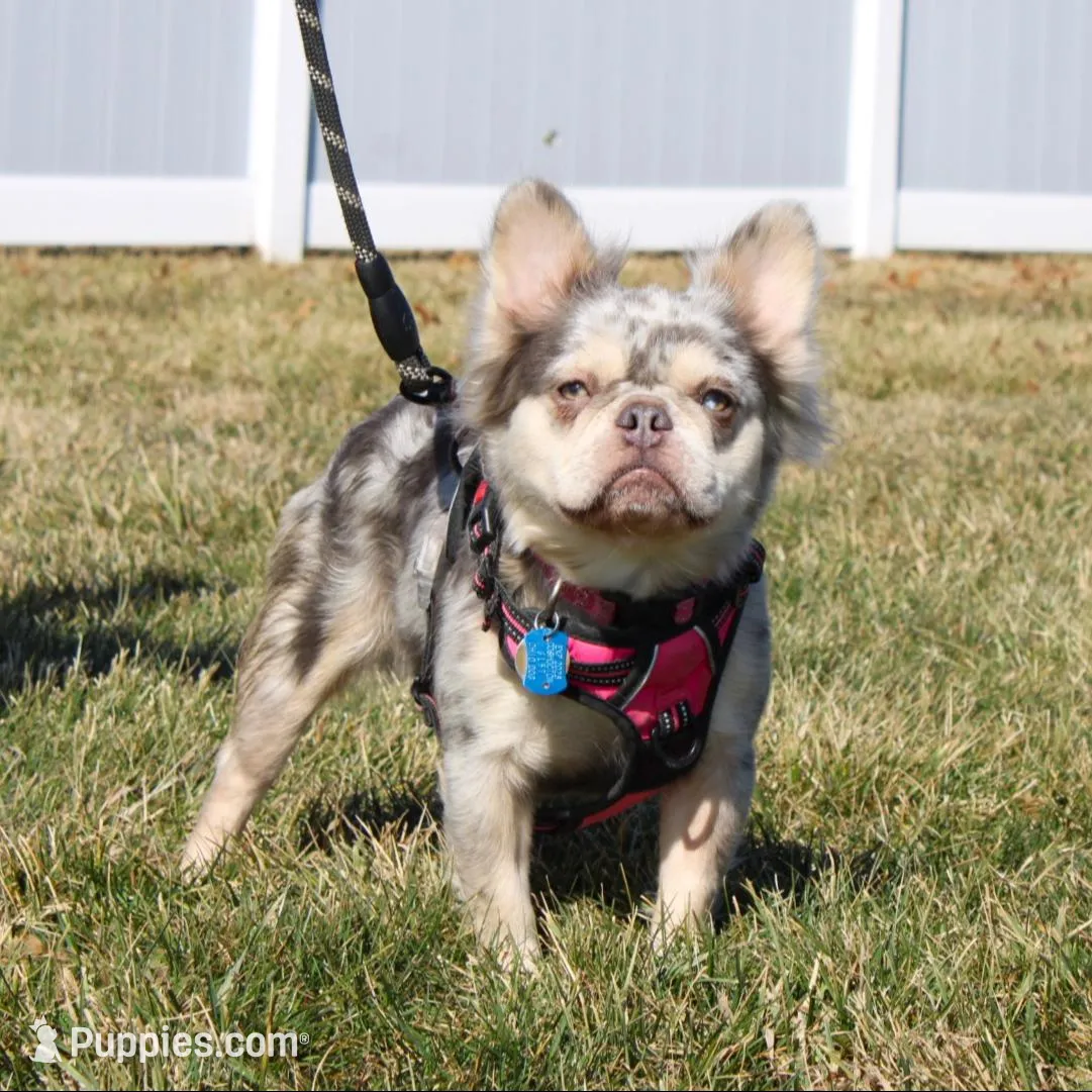 Princes, a female French Bulldog for sale in Fresno, OH – Photo 8 of 8