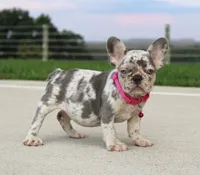 Lola, a female French Bulldog for sale in Fresno, OH – 2 of 6