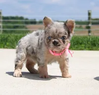 Macie, a female French Bulldog for sale in Fresno, OH – 5 of 9