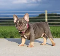 Porcha, a female French Bulldog for sale in Fresno, OH – 4 of 9