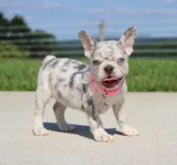 Pearl, a female French Bulldog for sale in Fresno, OH – 2 of 8