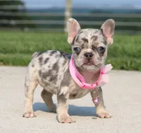 Karla (SOLD), a female French Bulldog for sale in Fresno, OH – 4 of 6