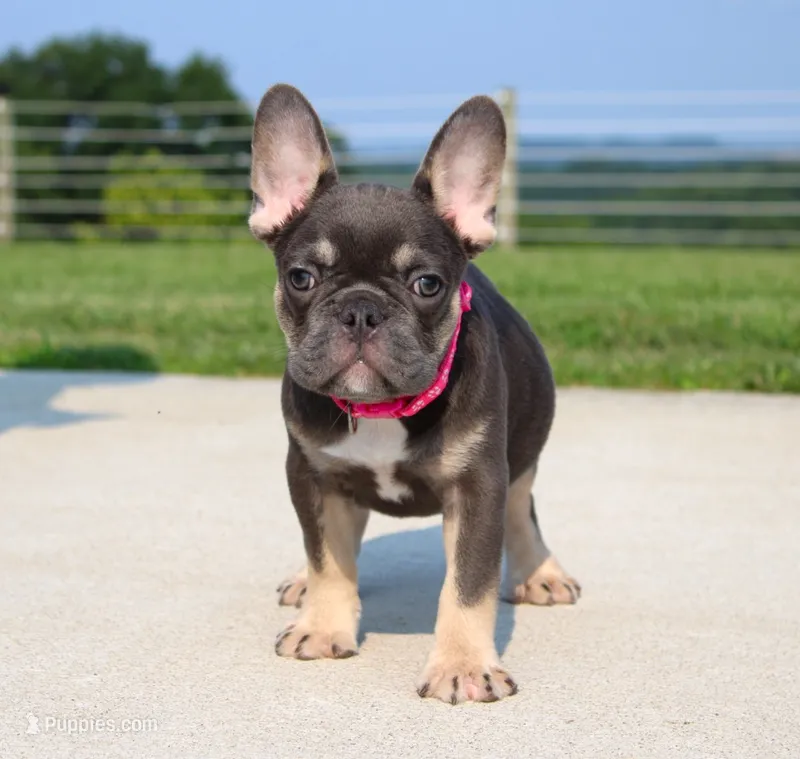 Stella – French Bulldog puppy for sale in Fresno, OH