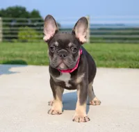 Stella, a female French Bulldog for sale in Fresno, OH – 1 of 10