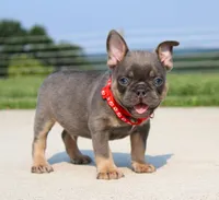 Brock, a male French Bulldog for sale in Fresno, OH – 2 of 6