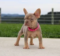 Tanya, a female French Bulldog for sale in Fresno, OH – 4 of 7