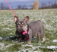 Penny, a female French Bulldog for sale in Fresno, OH – 7 of 7