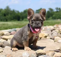 Jana, a female French Bulldog for sale in Fresno, OH – 2 of 10