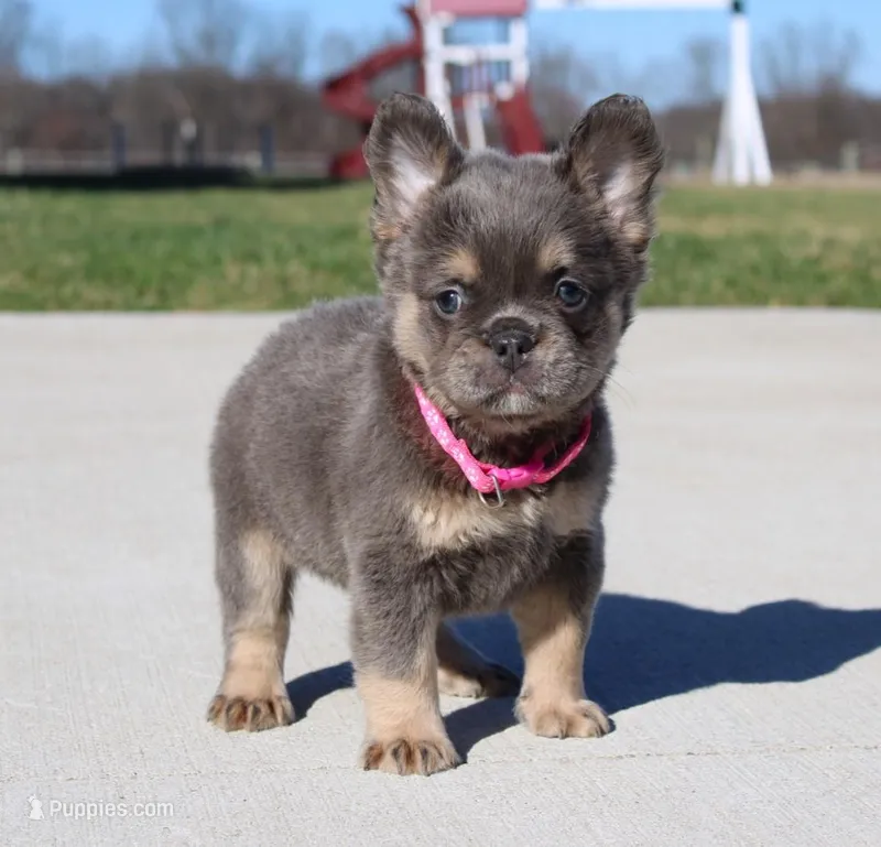 Stella – French Bulldog puppy for sale in Fresno, OH