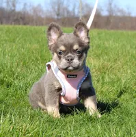 Stella, a female French Bulldog for sale in Fresno, OH – Photo 5 of 10