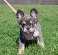 Stella, a female French Bulldog for sale in Fresno, OH – Photo 4 of 10