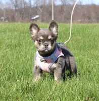 Stella, a female French Bulldog for sale in Fresno, OH – Photo 3 of 10