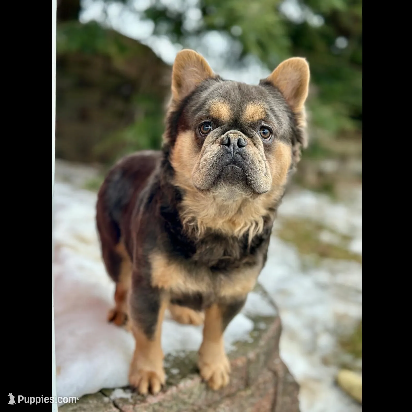 Stella, a female French Bulldog for sale in Fresno, OH – Photo 10 of 10