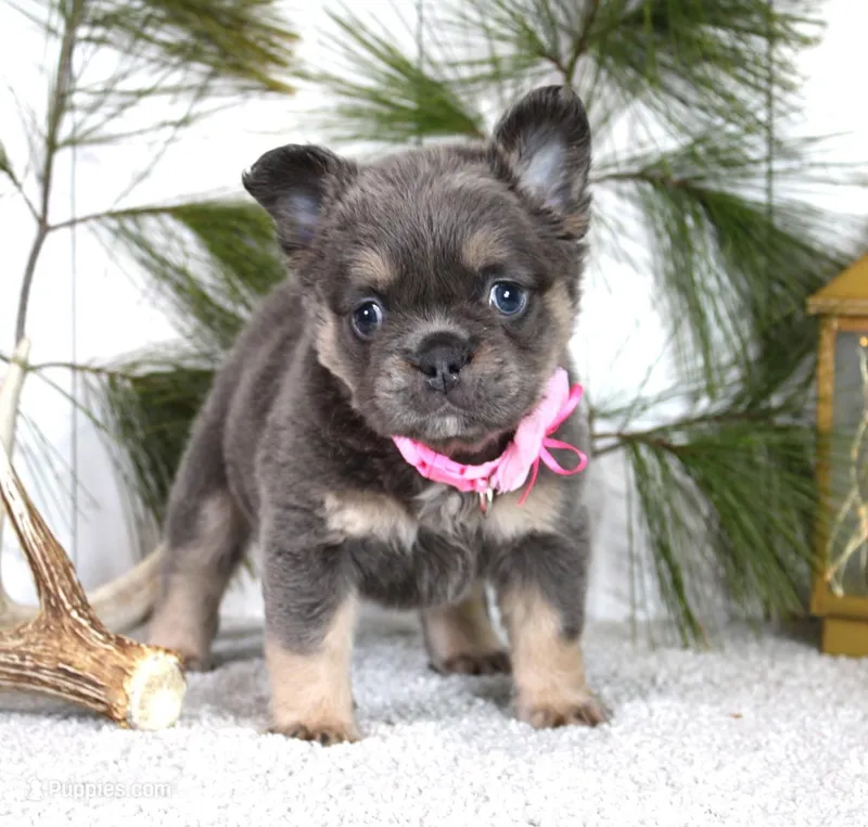 Stella, a female French Bulldog for sale in Fresno, OH – Photo 1 of 5
