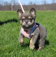 Stella, a female French Bulldog for sale in Fresno, OH – Photo 2 of 10