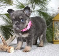 Stella, a female French Bulldog for sale in Fresno, OH – Photo 5 of 5