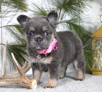 Stella, a female French Bulldog for sale in Fresno, OH – Photo 2 of 5