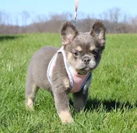 Stella, a female French Bulldog for sale in Fresno, OH – Photo 9 of 10