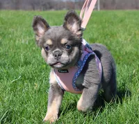 Stella, a female French Bulldog for sale in Fresno, OH – Photo 6 of 10