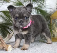 Stella, a female French Bulldog for sale in Fresno, OH – Photo 4 of 5