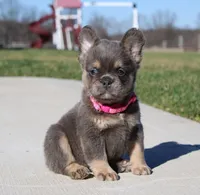 Stella, a female French Bulldog for sale in Fresno, OH – Photo 7 of 10