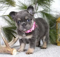 Stella, a female French Bulldog for sale in Fresno, OH – Photo 3 of 5