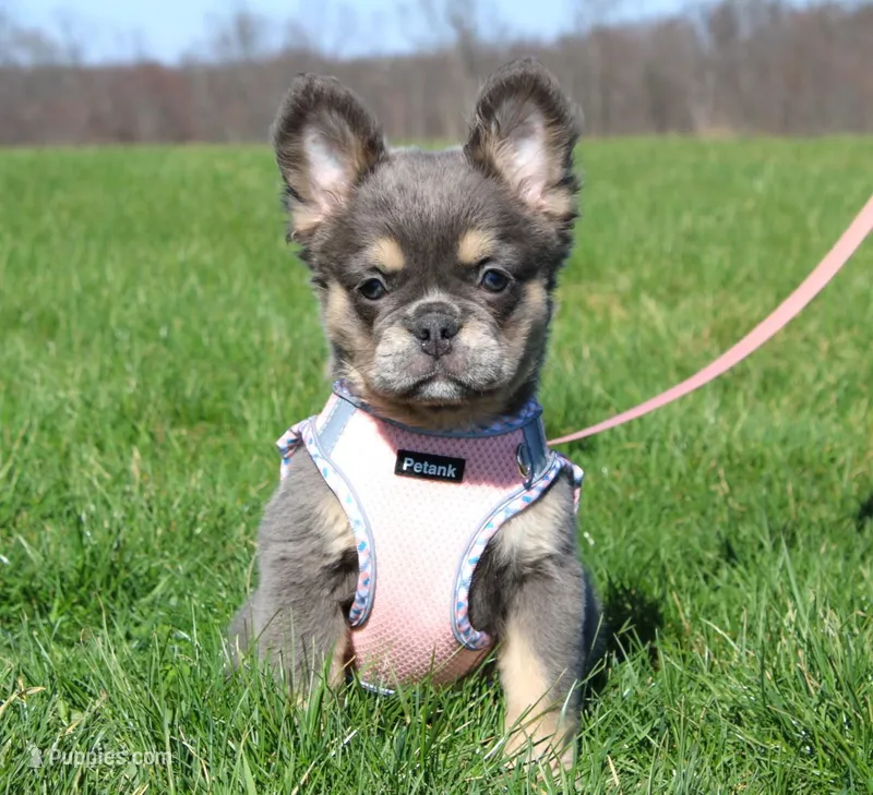 Stella – French Bulldog puppy for sale in Fresno, OH
