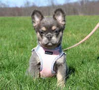 Stella, a female French Bulldog for sale in Fresno, OH – Photo 1 of 10