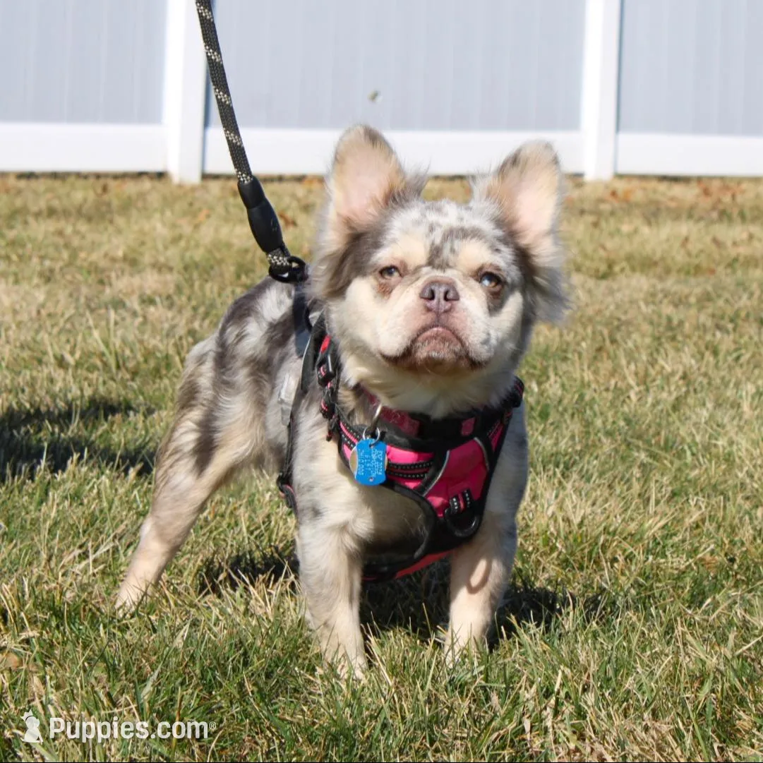 Stella, a female French Bulldog for sale in Fresno, OH – Photo 8 of 10