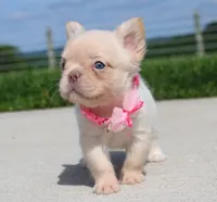 Buttercup, a female French Bulldog for sale in Fresno, OH – 4 of 7