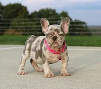 Lola, a female French Bulldog for sale in Fresno, OH – 4 of 6