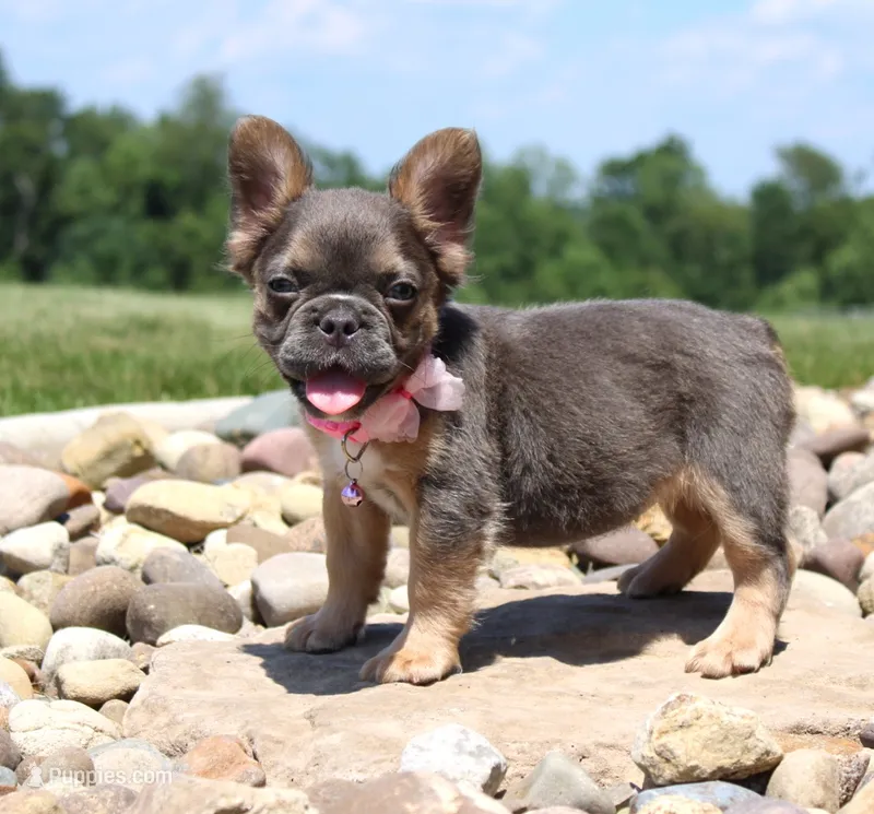 Jana – French Bulldog puppy for sale in Fresno, OH