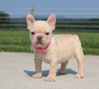 Buttercup (SOLD), a female French Bulldog for sale in Fresno, OH – 5 of 8