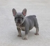 Lilly, a female French Bulldog for sale in Fresno, OH – 1 of 6
