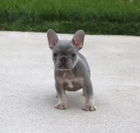 Lilly, a female French Bulldog for sale in Fresno, OH – 3 of 6