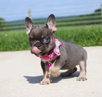 Stella, a female French Bulldog for sale in Fresno, OH – 2 of 6