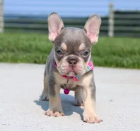 Chanelle, a female French Bulldog for sale in Fresno, OH – 2 of 8