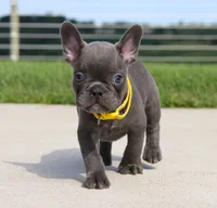 Bryce, a male French Bulldog for sale in Fresno, OH – 2 of 7