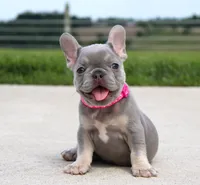 Lilly (SOLD), a female French Bulldog for sale in Fresno, OH – 6 of 9
